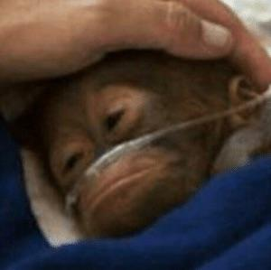 DailyMonkeyApe's tweet photo. feelin ill https://t.co/wkb82jrflA