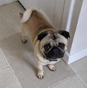 millypod1's tweet photo. 🆘11 SEPT 2022 #Lost BALI #ScanMe #STOLEN
Tan Pug Male
#Hythe #Saltwood #Lympne #Postling #Newingreen #WestHythe #Westenhanger #CT21
PLEASE SHARE.
https://t.co/Mrkq2ANPus https://t.co/81bjq86VjB