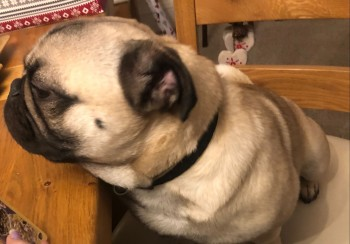 millypod1's tweet photo. 🆘11 SEPT 2022 #Lost BALI #ScanMe #STOLEN
Tan Pug Male
#Hythe #Saltwood #Lympne #Postling #Newingreen #WestHythe #Westenhanger #CT21
PLEASE SHARE.
https://t.co/Mrkq2ANPus https://t.co/81bjq86VjB