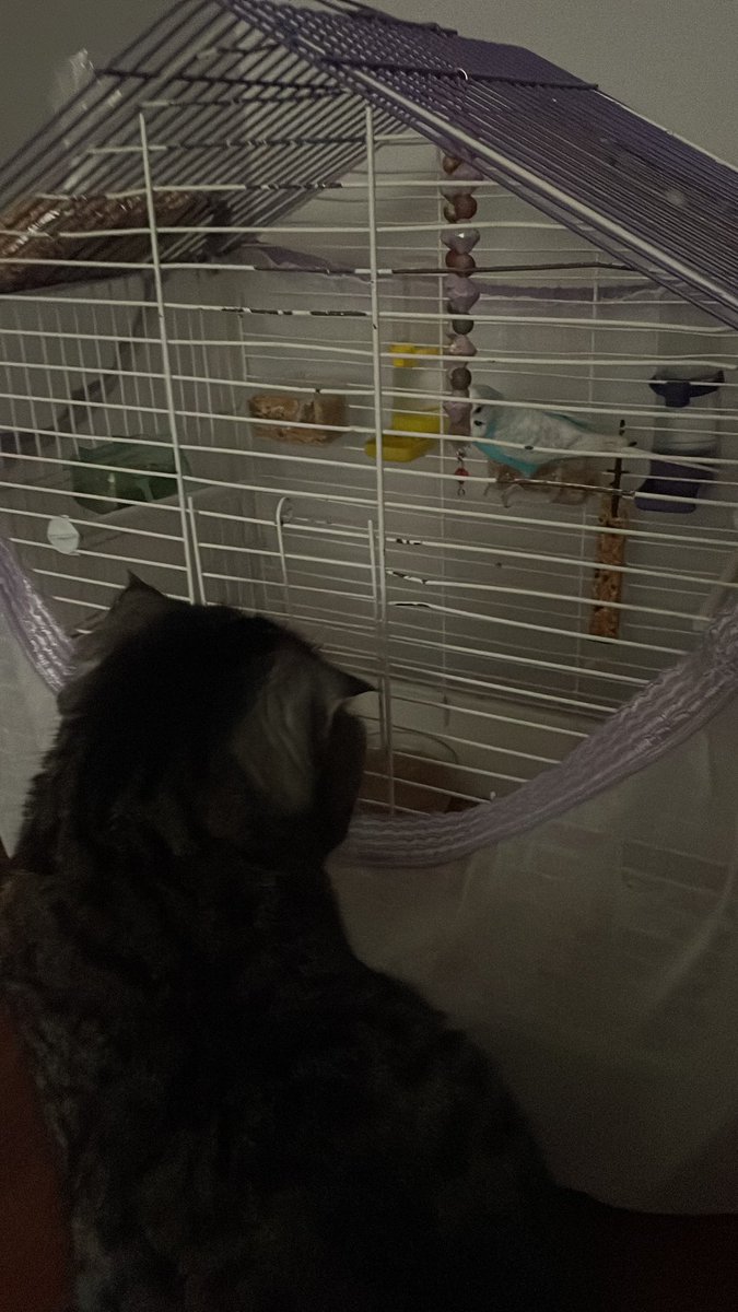 Evimise mişavir geldi