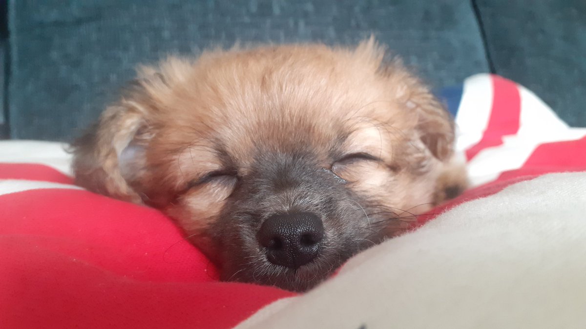 BriAston's tweet photo. Rocksteady Teddy,,, brand new addition. https://t.co/j55PkdxOuc