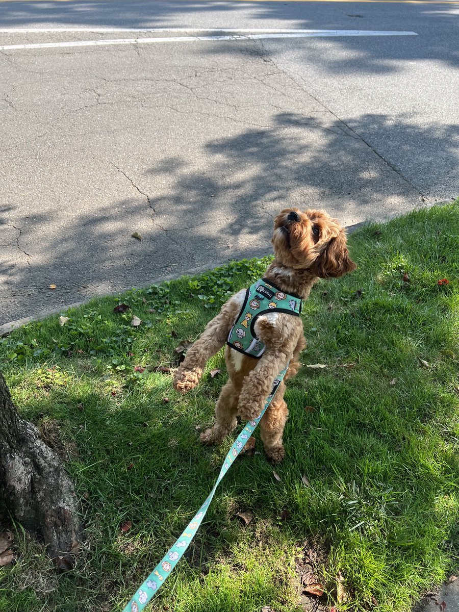 CavapooLuca's tweet photo. Got squirrels ? 🐿 🐾I love squirrel watching 🐶 #dogsoftwitter #pup #dog #LucaTheCavapoo https://t.co/L3FgMQnwwY