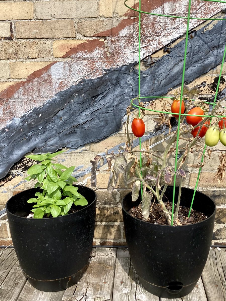 dwntwndwn's tweet photo. Summer Bam Camp ended for the #Granddiva and me about 7 weeks ago, and we are still seeing the rewards of several of our science lessons. Our Sea Monkeys are hanging on, we’ve harvested basil and made batches of pesto 3 times, and today we plucked 6 juicy tomatoes from our plant! https://t.co/I6pgYhFQ9L