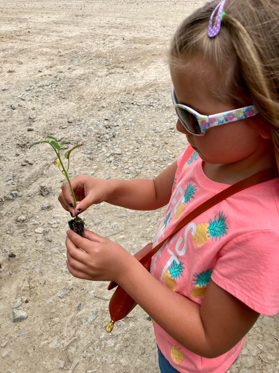 dwntwndwn's tweet photo. Summer Bam Camp ended for the #Granddiva and me about 7 weeks ago, and we are still seeing the rewards of several of our science lessons. Our Sea Monkeys are hanging on, we’ve harvested basil and made batches of pesto 3 times, and today we plucked 6 juicy tomatoes from our plant! https://t.co/I6pgYhFQ9L