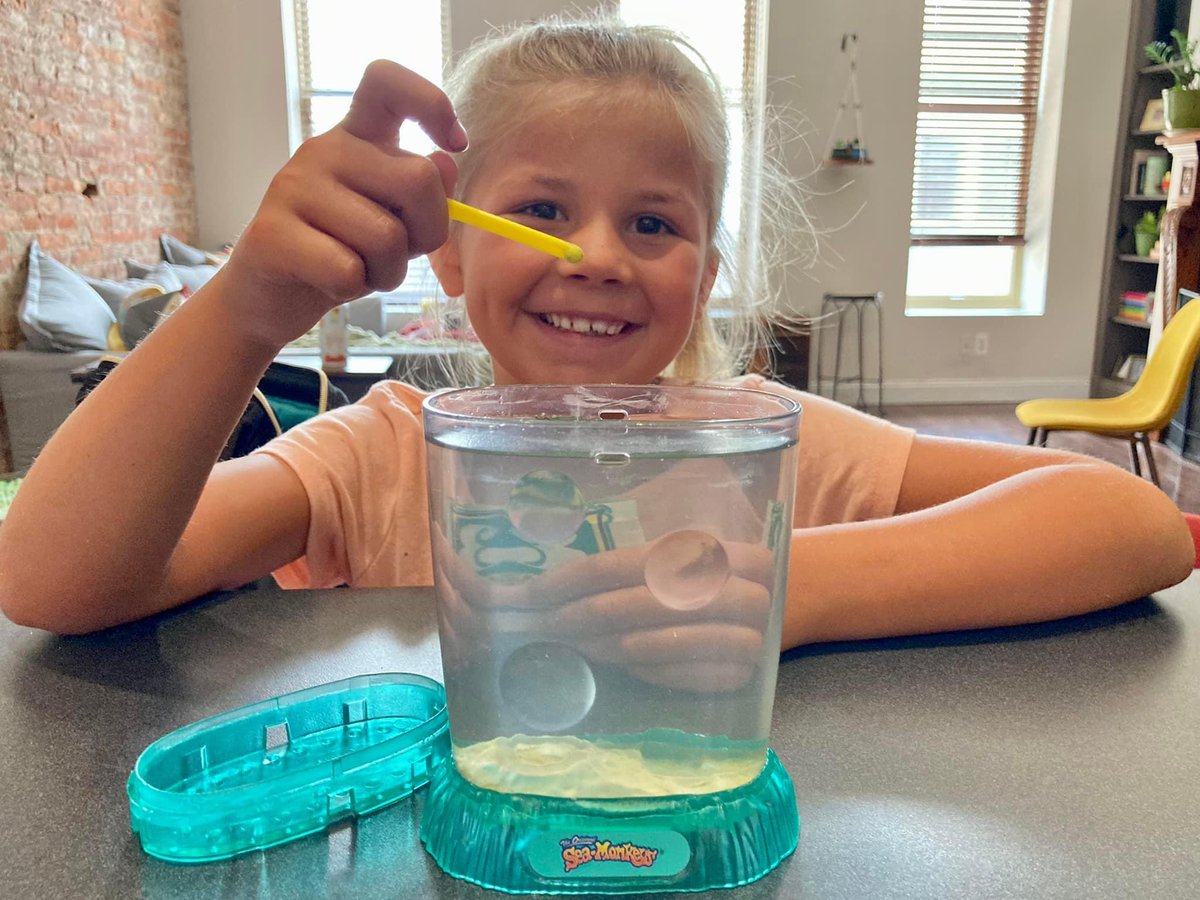 dwntwndwn's tweet photo. Summer Bam Camp ended for the #Granddiva and me about 7 weeks ago, and we are still seeing the rewards of several of our science lessons. Our Sea Monkeys are hanging on, we’ve harvested basil and made batches of pesto 3 times, and today we plucked 6 juicy tomatoes from our plant! https://t.co/I6pgYhFQ9L