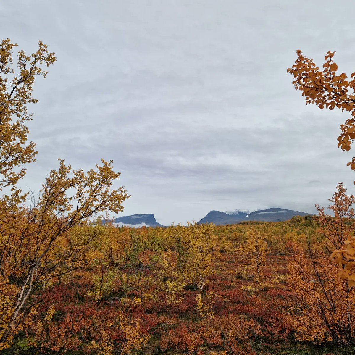 RGullvag's tweet photo. Lovely autumn colours in abisko these days! 🧡 https://t.co/wvgMymm3C9