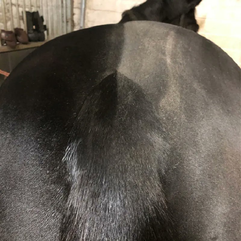 Smart Grooming tweet media