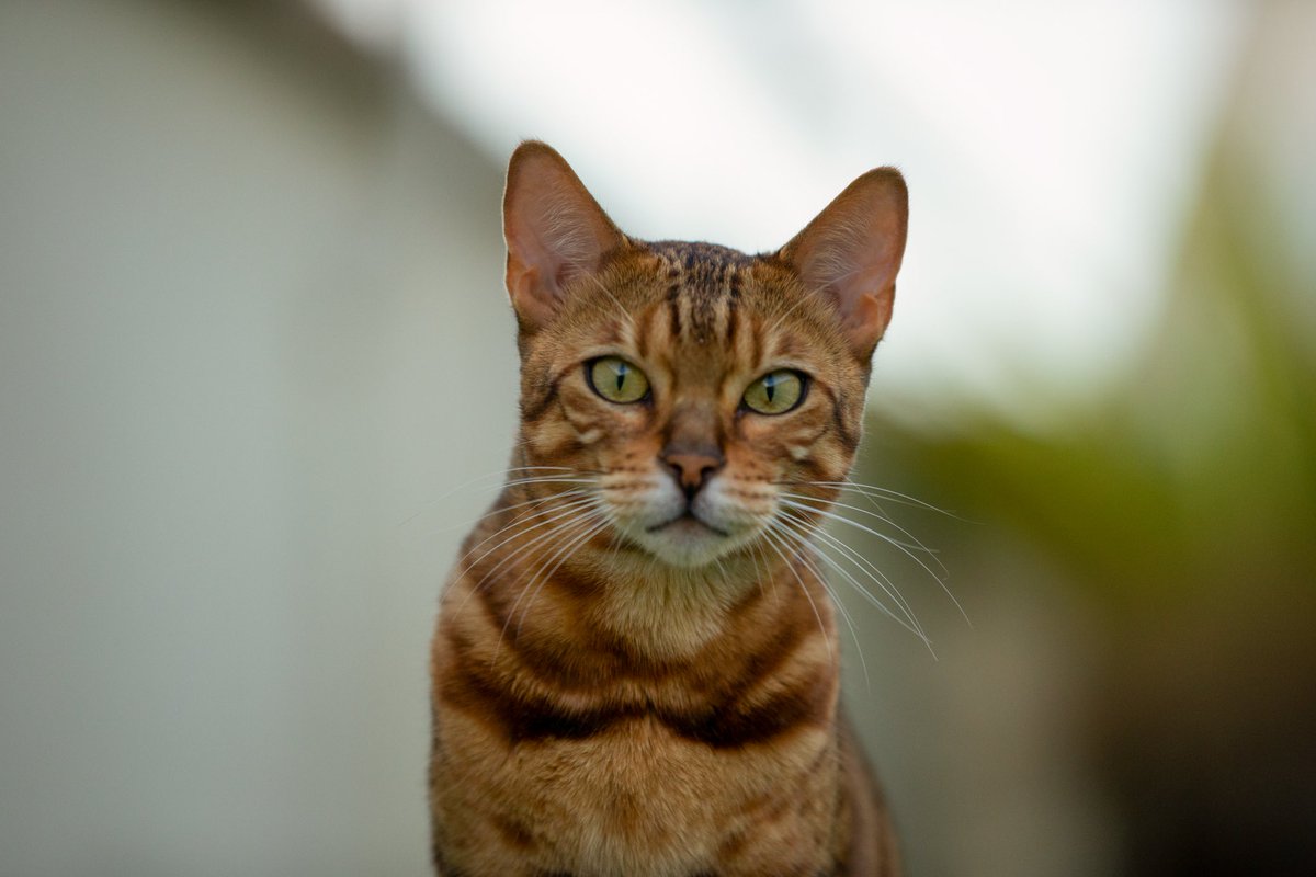 The internet is powered by cats. Here’s one. A #bengallynxmix, #brightoncat, #CatsOfTwitter 😺