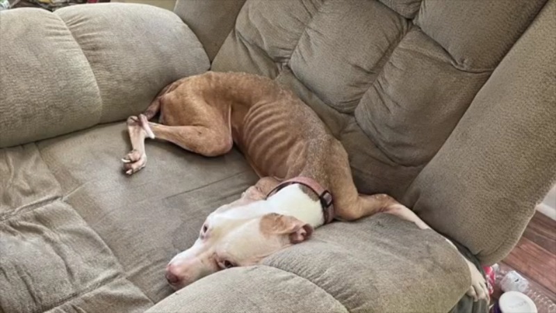 WFLA's tweet photo. 'Sick, demented, and cruel': Florida man starved dogs to point of paralysis, sheriff says https://t.co/rKGsKYDimb https://t.co/s9c1VNe8Ep