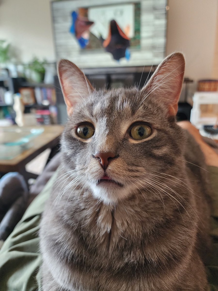 BeanBleps's tweet photo. blep https://t.co/yrPQUbZ0uP