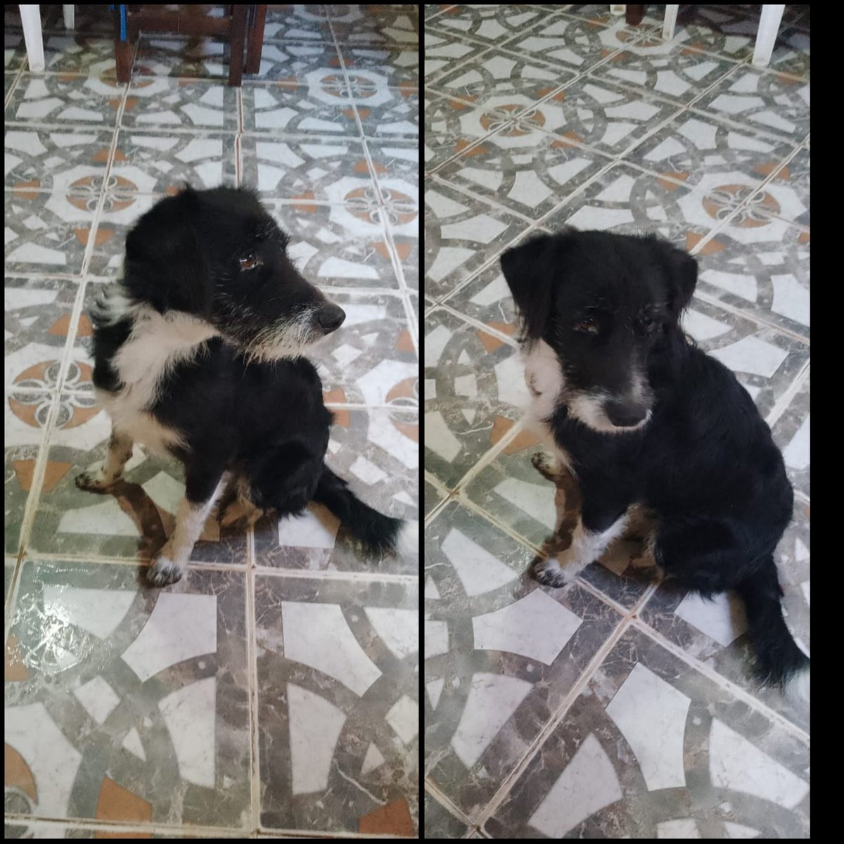 AdopcionesEn's tweet photo. Difundir.  Se Busca a sus dueños. O transito.  Se encontro en Garin el viernes 16/9. Quien lo tiene no puede tenerlo muchos tiempo xq tiene perros q no lo aceptan. Es tamaño chico de unos 4 años. Si es tuyo escribime 1127142493 #ayuda #difundir #transita #perros https://t.co/xI6kR754Fv