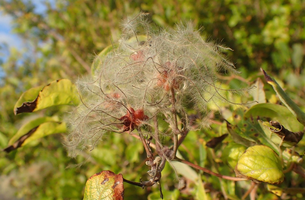 Dawlish Warren tweet media