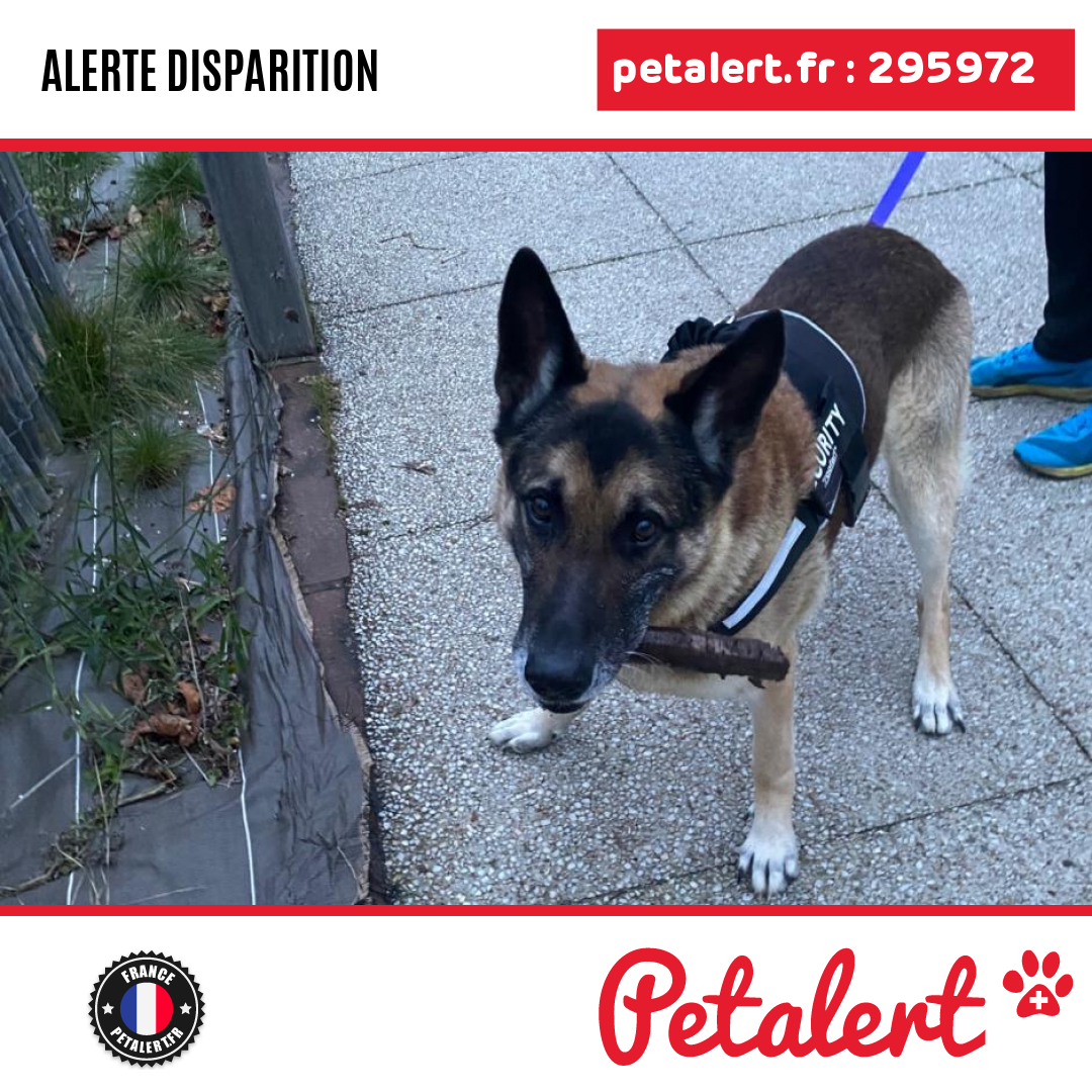 Disparu #Chien #Eure #LeNeubourg #Petalert  #PetAlert27 / p3t.co/kYzxS