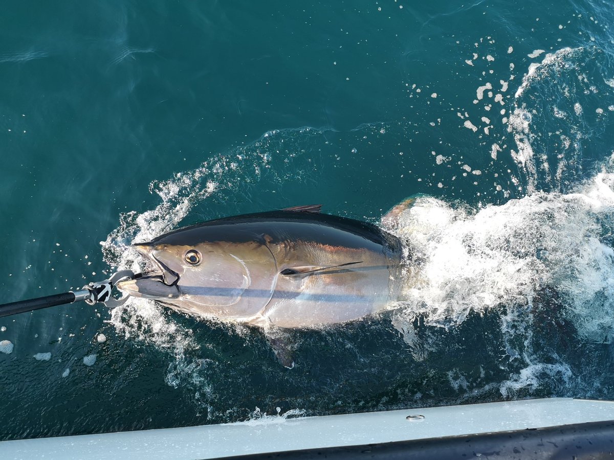 AHall_Marine's tweet photo. Yesterday I had the privilege of going #Bluefin Tuna tagging with Mark Jury on Fortuna as part of the Chart program by @CefasGovUK What an amazing experience, such beautiful creatures! Amazing to see them swim away fit and healthy 🎣🐟 #CatchandRelease #RecreationalAngling https://t.co/IA9UdPzZsH