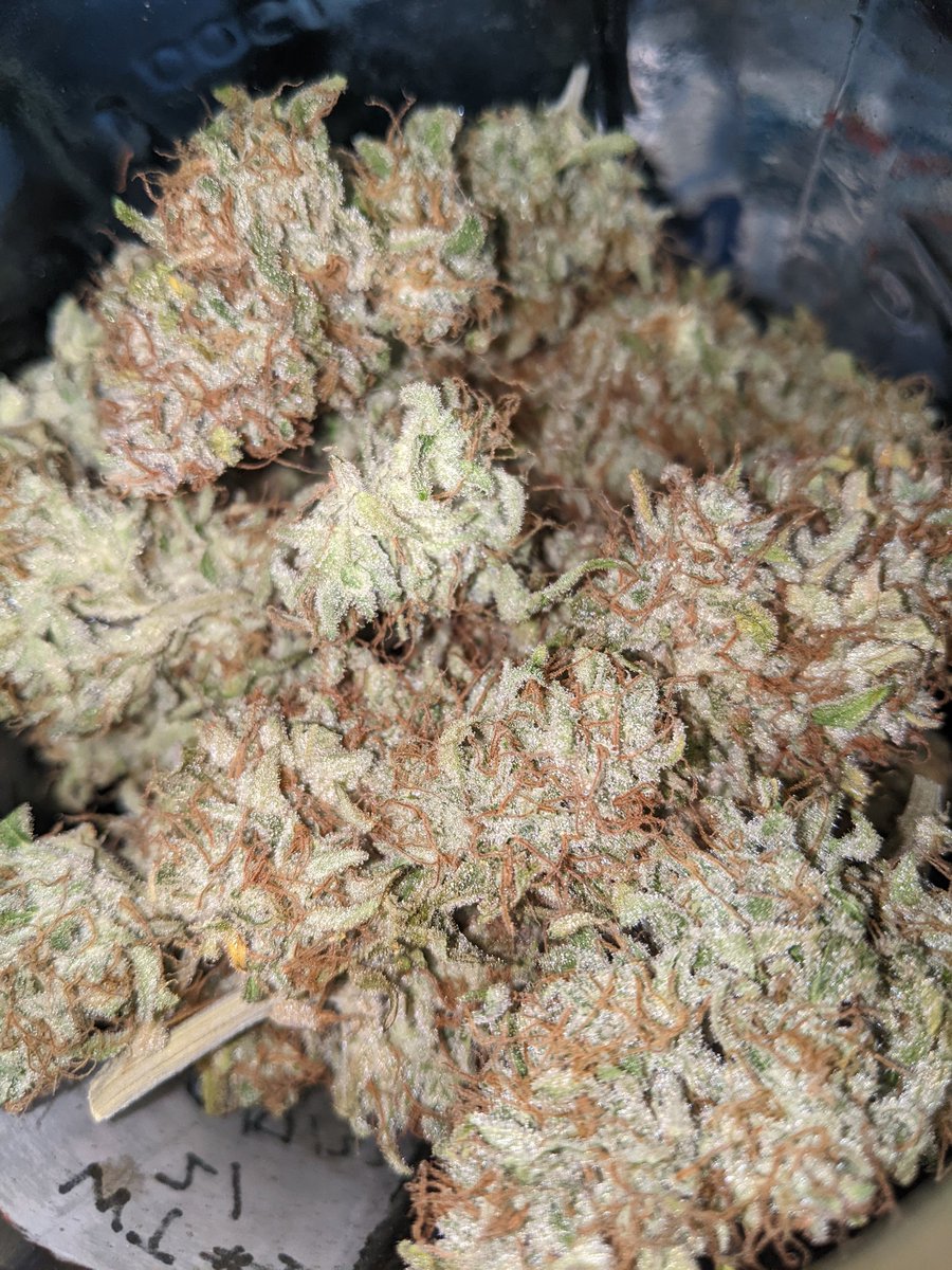 StonelyStrains's tweet photo. Peeking in the fresh jars. https://t.co/H8JanAlHZp