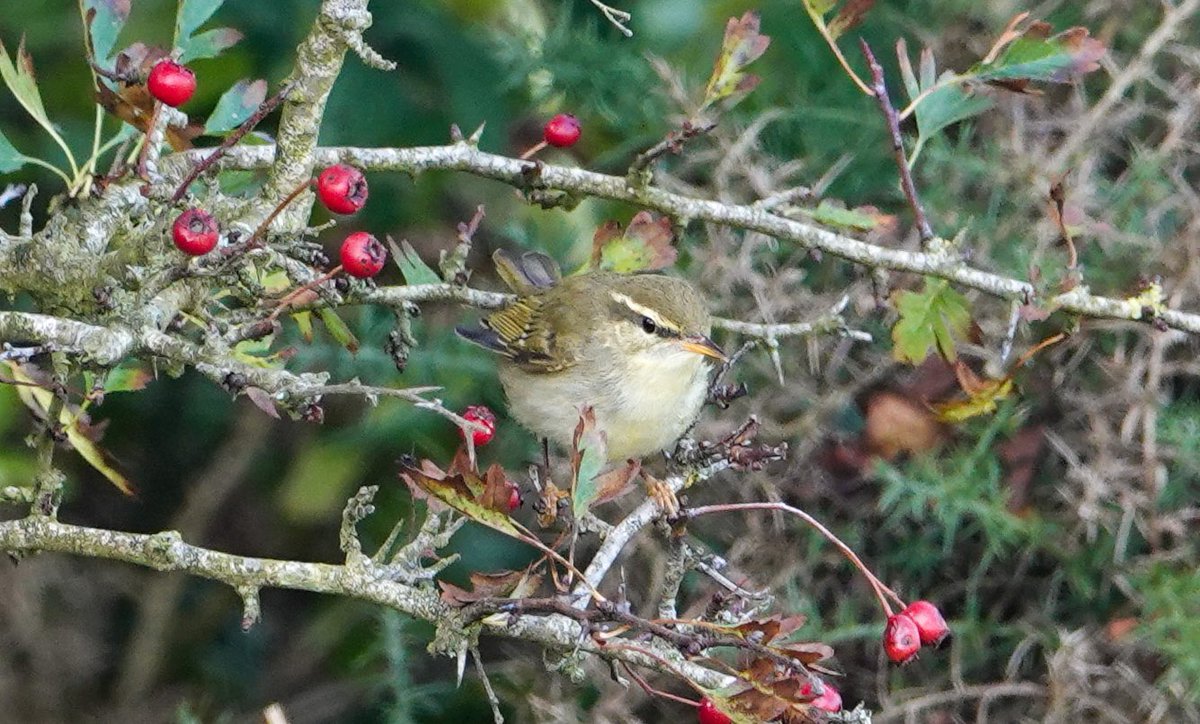 Daniel Weldon tweet media