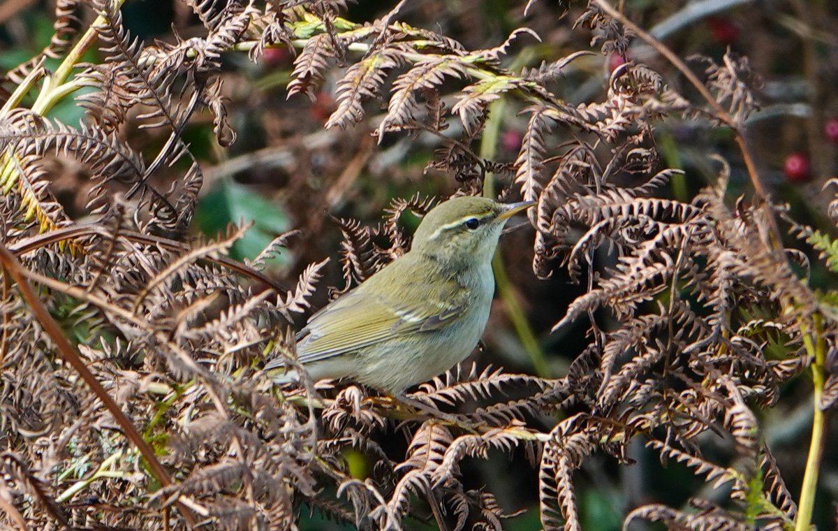 Daniel Weldon tweet media