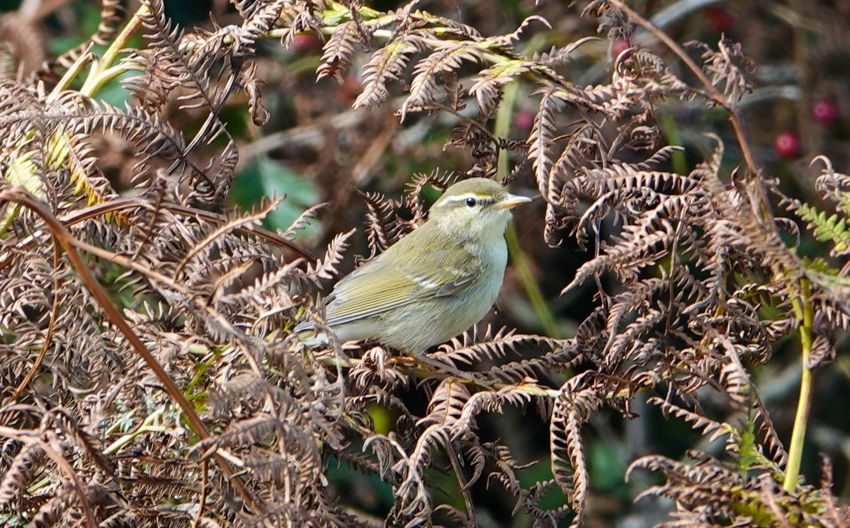 Daniel Weldon tweet media