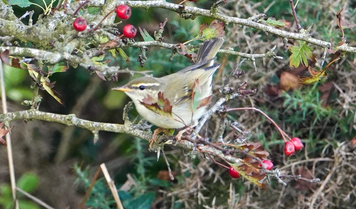 Daniel Weldon tweet media