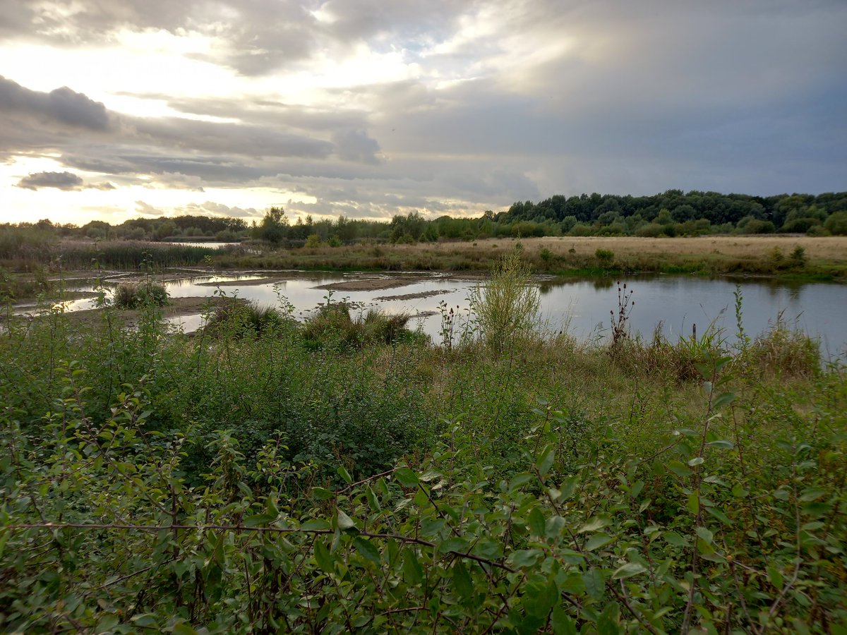 alrewas birder tweet media