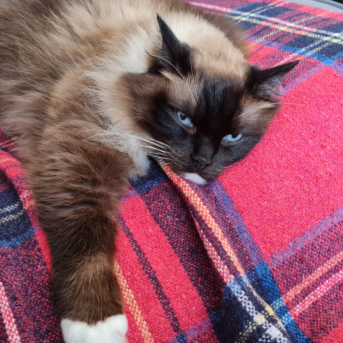 RascalFrank's tweet image. Very sad that @Tesco have not only stopped selling Dreamies (they think our humans can't afford them 😡) but they don't even have their own cat treats in stock anymore 😢
Please share