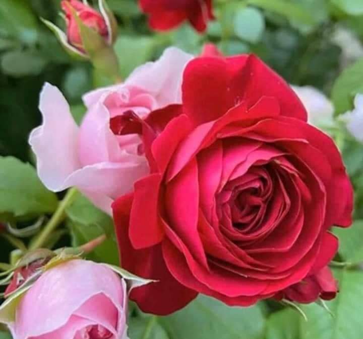 aytenozbey121's tweet photo. @HasemiErol 🌹 https://t.co/0tJKnRc15g