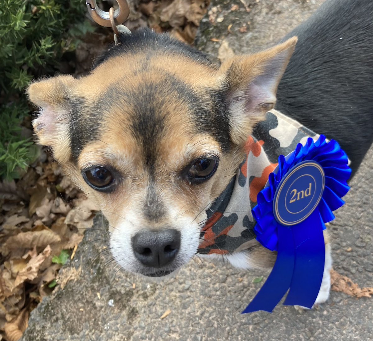 Second Prize today in our local dog show.  “Small Dog” class. Very proud of her. #RescueDog #TinyDog #BeechwoodDogShow