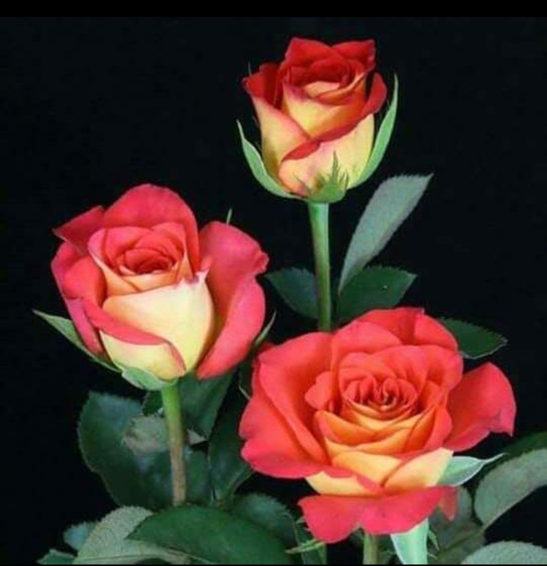 cem34cem02's tweet photo. @HasemiErol https://t.co/9ftzvHFDA5