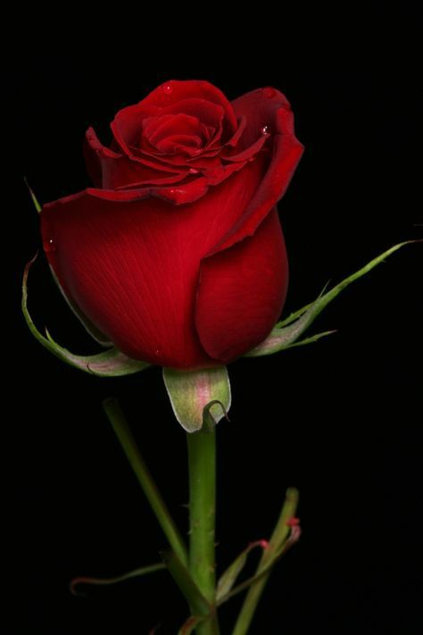 bulentyavuz25's tweet photo. @HasemiErol https://t.co/xPVMtREJ42