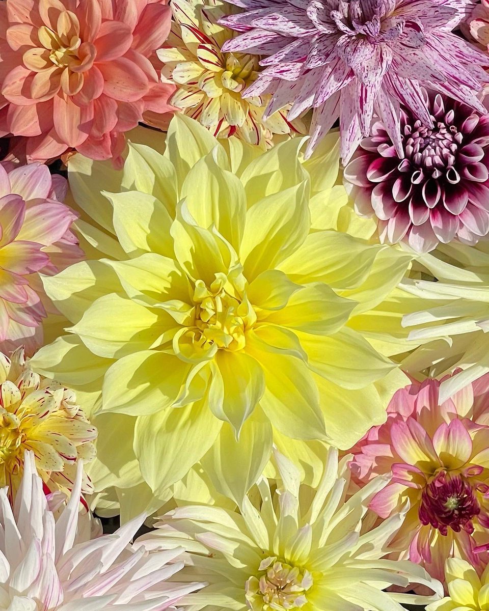 Photo shoot 📸
Just had to share. It’s that time again.
Enjoy 😃
More and more are popping up every day!
#VincentRugani #SeedsToLife #Journeyofaseed  #Dahlias #sunflowers 🌺🌸🌼🌻