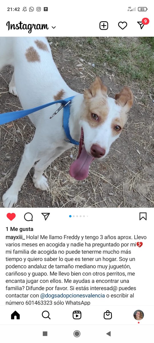 _Andruwu_'s tweet photo. ‼️RT‼️
Adopción en Valencia. Se llama Freddy y la casa que lo tiene en acogida no podrá quedárselo mucho más tiempo. En la captura está el teléfono de contacto. Porfi una ayudita 😥 https://t.co/73HJvC5M4v