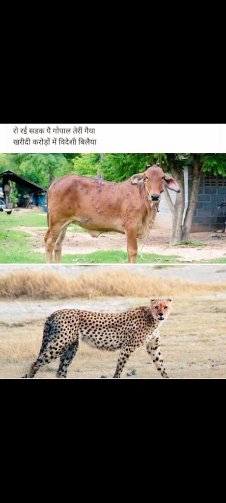 neerajpatel863's tweet image. रो राई सड़क पै गोपाल तेरी गैया खरीदी करोड़ों में विदेशी बिल्लैया
@PMOIndia @ChouhanShivraj @RahulGandhi @NakulKNath @OfficeOfKNath