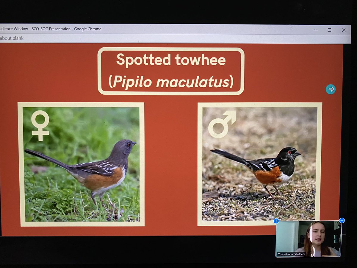 GowElizabeth's tweet photo. Great talk at #SCOSOC by @TrianaHohn @ECCCSciTech showing that spotted towhees cannot be reliably aged or sexed by eye colour. https://t.co/e4iJRdLUlz