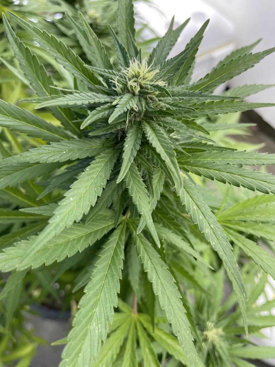 J Javier tweet media