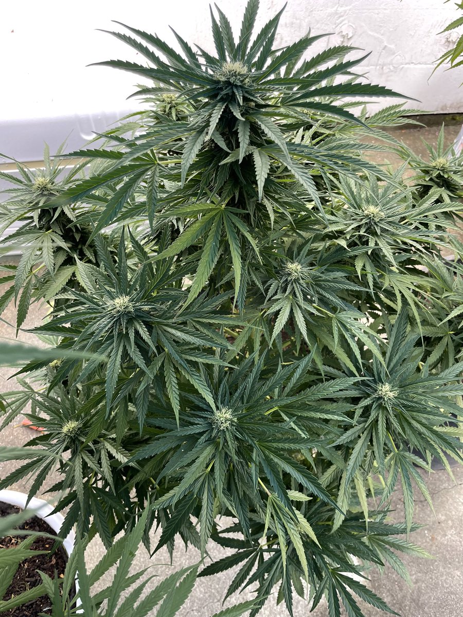 J Javier tweet media