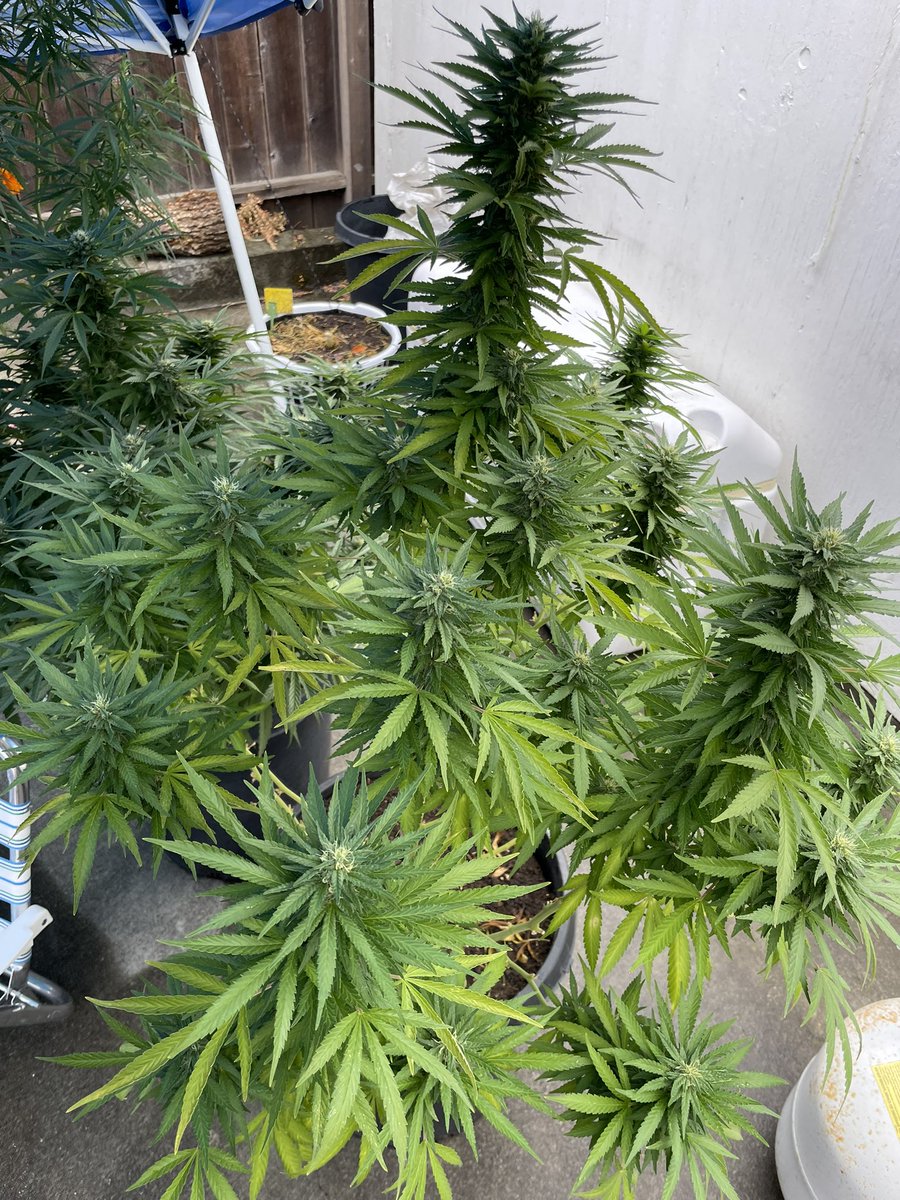 J Javier tweet media