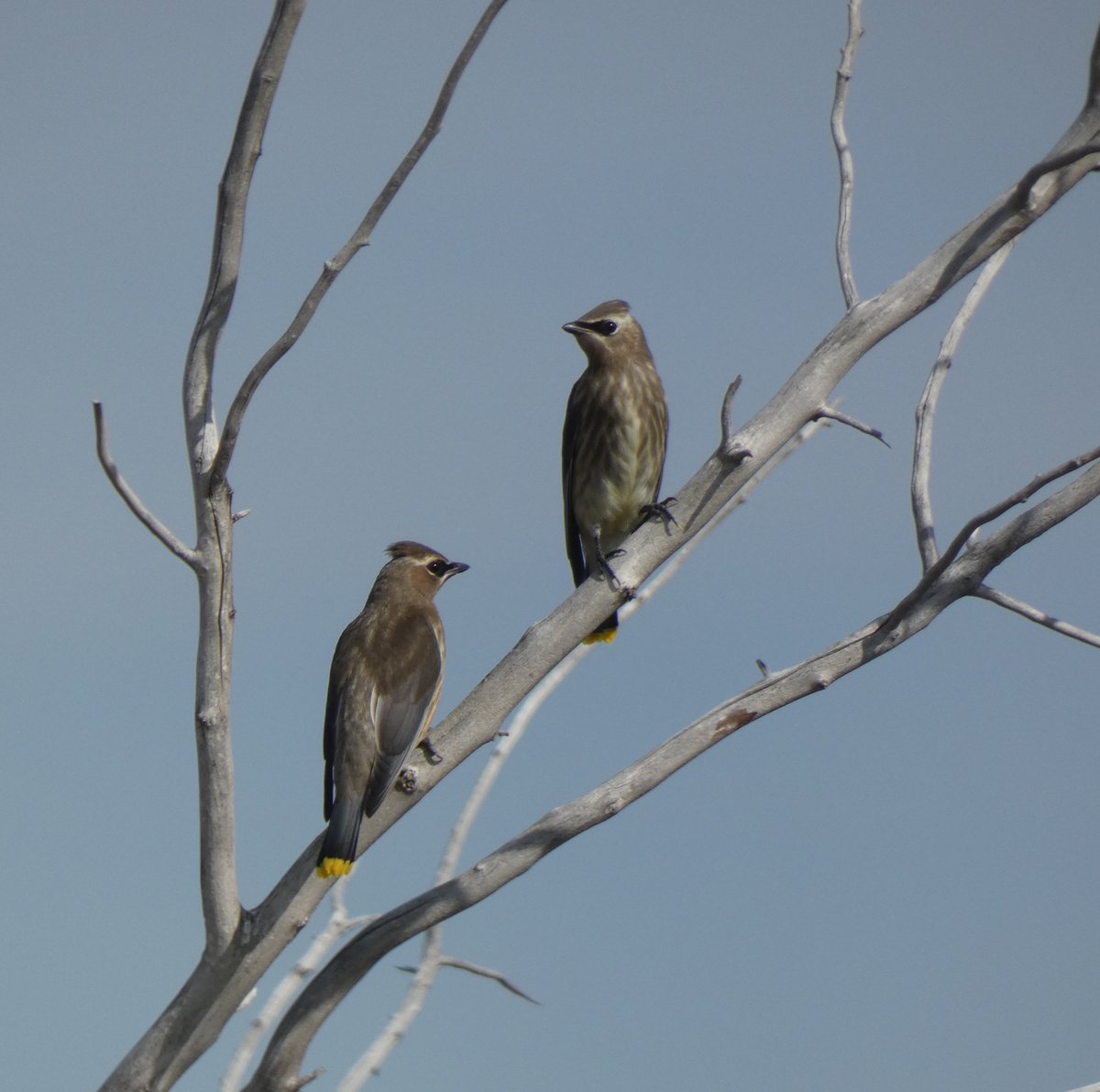 BRotness's tweet photo. Cedar waxwings looking smooth as wood...
#birding #birds #nature #BirdsUp #wildlife #birdwatching https://t.co/6JHocK5Iev