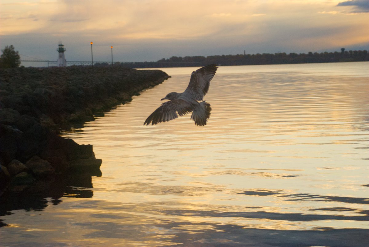 lenzcrafty's tweet photo. #prescottontario #photography https://t.co/T2m3UcURYj