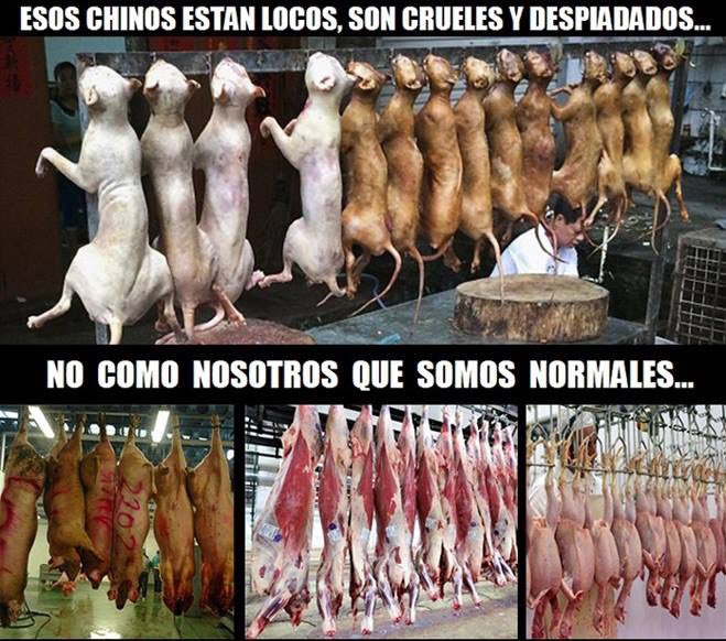 #vegan #veganismo #moral #justicia #disonanciacognitiva
#perro #gato #animales #animallover #ganaderia #industriapecuaria #matadero #china #Occidente