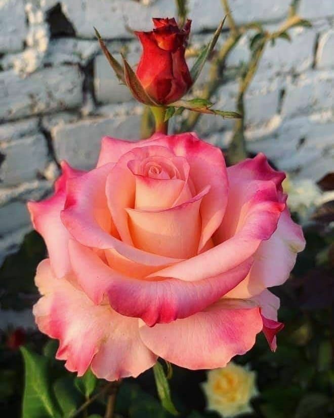FatmaUlucan8's tweet photo. @HasemiErol https://t.co/E609wMzNsj