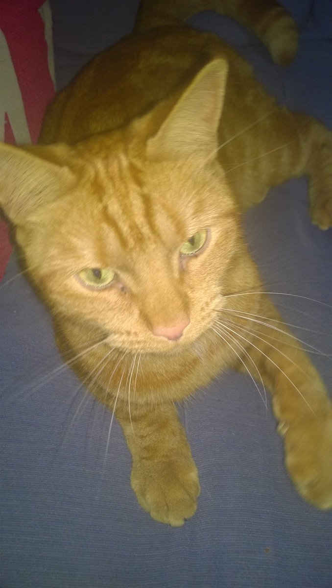 JoAnderson1972's tweet photo. Today we had to say goodbye to our handsome little boy Oscar, our hearts are broken 💔 😢 we will miss you so much 💗 
Thank you for all the cuddles &amp; love you have given us over the years, now it's time for you to meet your brothers &amp; sisters at the rainbow bridge &amp; be at peace https://t.co/s34QvInJbz
