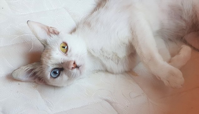 Violetta affectionate lap cat. Please help us to find this stunning girl a home. Can fly to UK/EU. We arrange it all. Needs to be an only cat as she is sensitive. More info on website. Please retweet cypruspridehouse.org #RescueCat #CatsOfTwitter #AdoptMePets