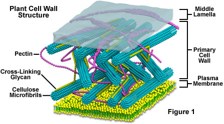 Cell_J_Wall's tweet photo. Look at how rigid and structural my walls are, not only do the block from major pathogens but they are completely sound structurally. The Cell membrane just can't compare, it looks like spoiled and moldy lasagna. 🤢🤢🤢 https://t.co/ULeHz3og62