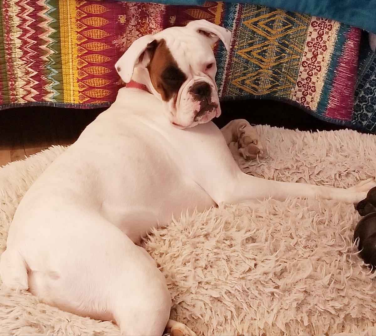 klbyles's tweet photo. I help authors, start to finish. I'm not a vanity publisher. I work with you to make your book the best it can be. Need coaching, editing, formatting? Prices negotiable. My co-worker looking on in disdain.#amwriting #editing #writingcoach https://t.co/xUMJIl7K5Z