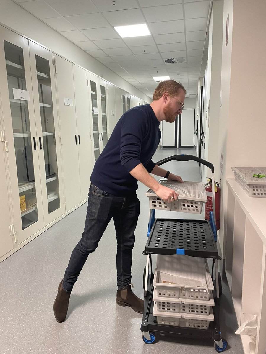 Macquarie_Uni's tweet image. Behind the scenes: my museum colleague Edward Cooper (also an archaeology student here at MQ), prepares objects for a handling session with students today. Most of our 18k objects are kept in this store room &amp;amp; much used in teaching and research #historyweek2022 @MacquarieMuseum