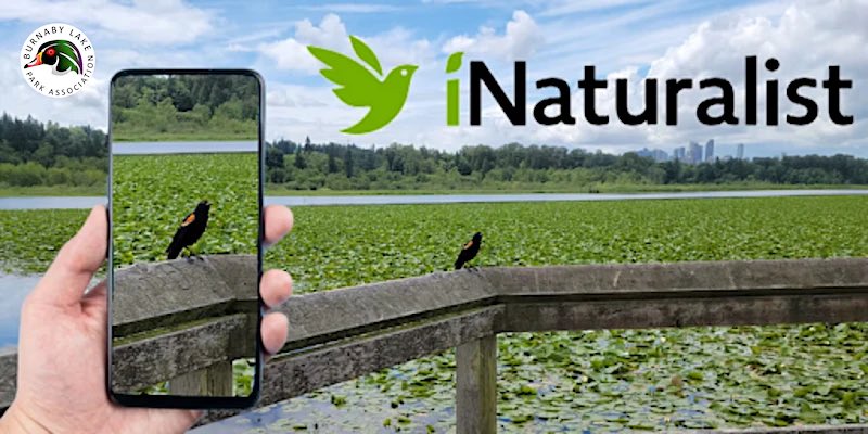 Have you ever gone for a walk in the park, saw a pretty flower or cool bug &amp; wondered what it is?
Join the BLPA for a guided nature walk using the iNaturalist app &amp; get to know the nature around you!
Register for this free event:
…inat-guided-walk-091122.eventbrite.ca
#inaturalist #blpa