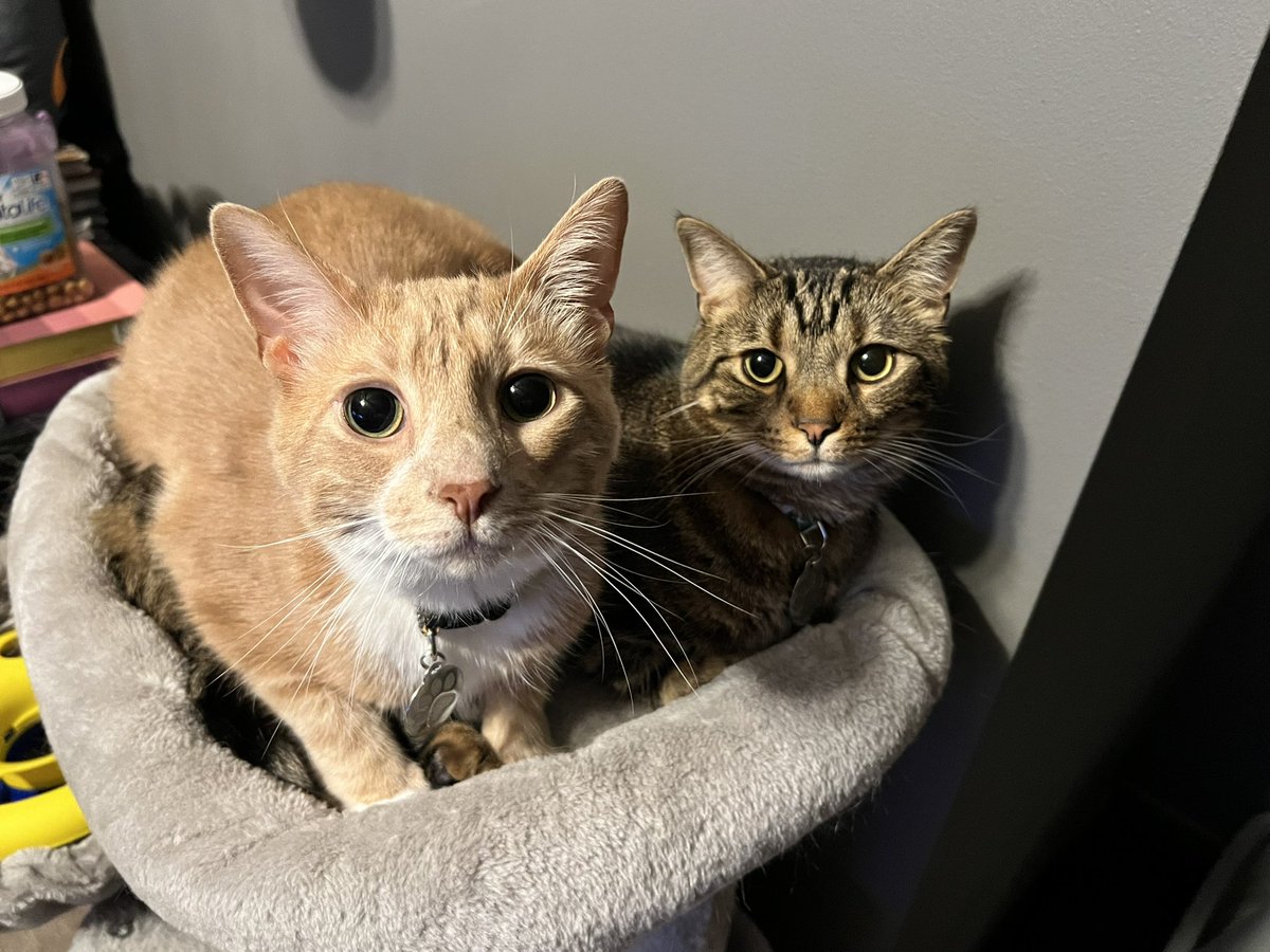 LindsElizabethh's tweet photo. These came in the mail from @Chewy for National Video Game Day! Thank you so much for the portraits of my babies Kirby and Link! https://t.co/1WUOlwBkvy