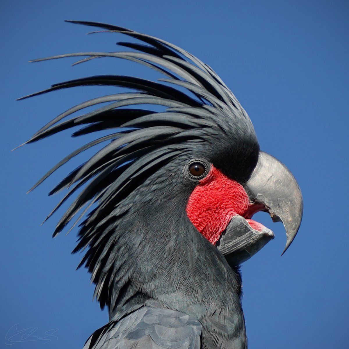 CNZdenek's tweet image. Here&apos;s the crux of it all: We know how to save our endangered species. Our gov&apos;t just needs to make it a priority and fund it. Australia spends just 15% of what&apos;s required to arrest the decline of our hundreds of endangered species. Please retweet if you think we need to do more.