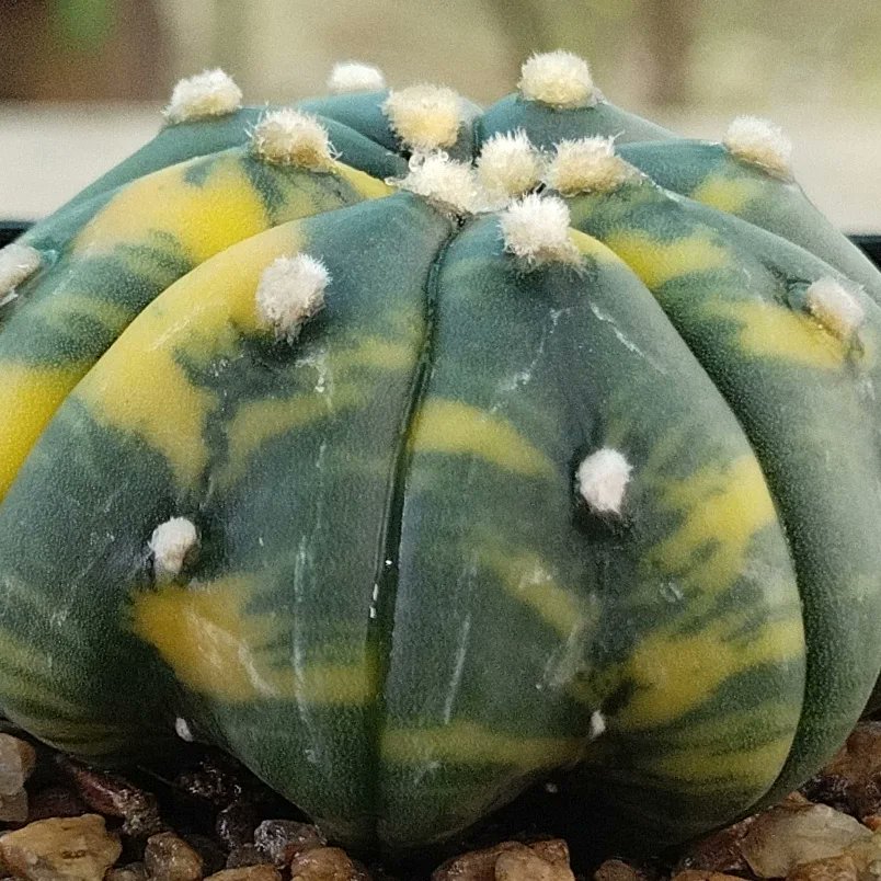 PlantsAndSoils's tweet photo. ⭐✴️A. Asterias cv. Star Shaped,✴️⭐
Variegated
.
.
#INDvSL #dhoni #Asterias #starshape #Cactus #Succulents #Hobby #Gardenlovers #Plantlove #nature #naturelover #photoshoot #photography #love #nature_perfection #unique #homedecoration https://t.co/oz7kTx2enX https://t.co/XwMlshfcU2