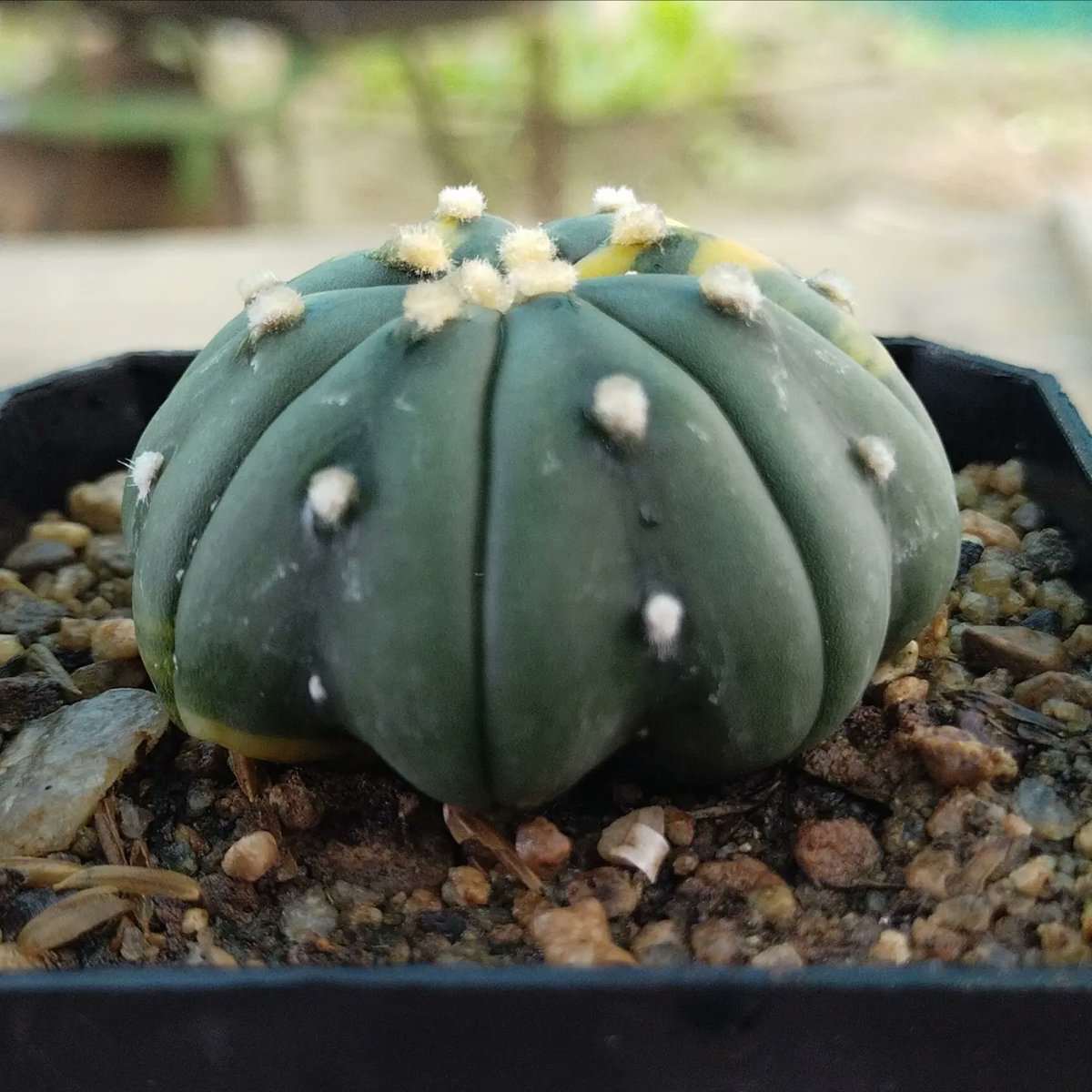 PlantsAndSoils's tweet photo. ⭐✴️A. Asterias cv. Star Shaped,✴️⭐
Variegated
.
.
#INDvSL #dhoni #Asterias #starshape #Cactus #Succulents #Hobby #Gardenlovers #Plantlove #nature #naturelover #photoshoot #photography #love #nature_perfection #unique #homedecoration https://t.co/oz7kTx2enX https://t.co/XwMlshfcU2